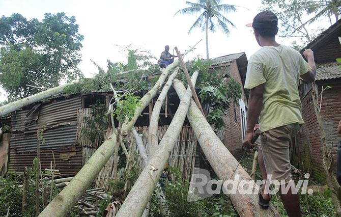 EVAKUASI: Warga memotong batang pohon sengon di atap rumah Bagus Sadewo di Desa Kalibaru Kulon, Kecamatan Kalibaru, Kamis (15/12). (SALIS ALI/JPRG)