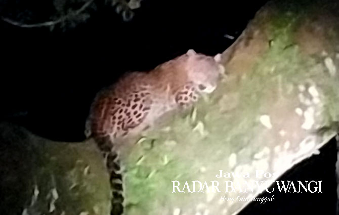TERTANGKAP KAMERA: Seekor macan tutul sedang beristirahat di dahan pohon anggrung di lereng Gunung Raung, Desa Sumberarum, Songgon, Sabtu malam (31/1/22). (Sugeng untuk Radar Genteng)