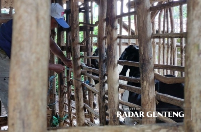 DIGENCARKAN: Petugas Puskeswan Genteng melakukan vaksinasi kambing di Desa/Kecamatan Tegalsari, Selasa (17/1). (Foto: Salis Ali/JPRG)