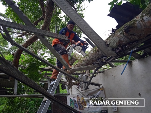 RONTOK: Petugas BPBD mengevakuasi pohon tumbang yang menimpa warung di jalur gumitir, Dusun Barurejo, Desa Kalibaru Manis, Kecamatan Kalibaru, Minggu (29/1). (Foto: Salis Ali/JPRG)