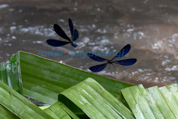 SI KECIL YANG GESIT: Dua capung jarum biru metalik biasa menempel di rerumputan di atas permukaan air. Serangga ini banyak ditemukan di sepanjang sungai dekat kuburan Bendo, Pengantigan.    (Ramada Kusuma/RadarBanyuwangi.id)