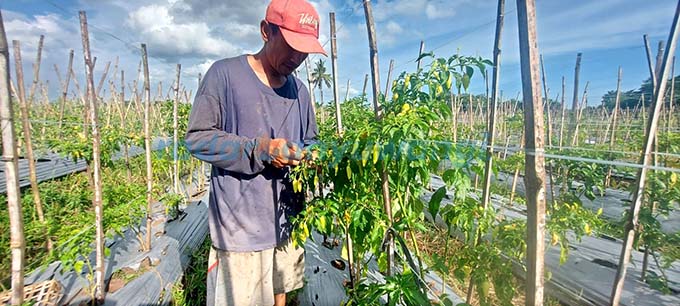 MEMBUSUK: Petani asal Singojuruh, Abdul Holik,  memeriksa tanaman cabai miliknya yang rusak akibat diserang cacar, kemarin (19/2). (Deddy Jumhardiyanto/RadarBanyuwangi.id)