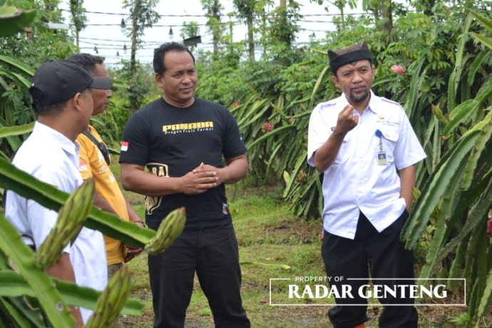 BANTU PETANI: Plt Kepala Dispertapa Banyuwangi Ilham Juanda (kanan) bersama BPP Purwoharjo mengunjungi kebun buah naga di Dusun Tambakrejo, Desa Bulurejo, Kecamatan Purwoharjo, Rabu (15/2). (Foto: Lugas Rumpakaadi/JPRG)