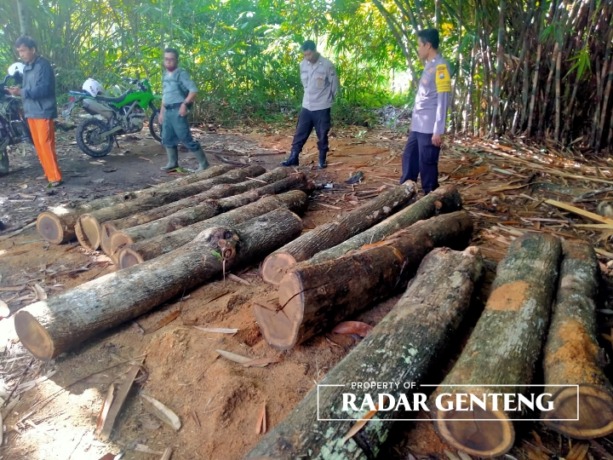 CEK: Petugas Polsek Bangorejo mengecek lokasi temuan kayu jati gelondongan di Desa Sukorejo, Kecamatan Bangorejo, Selasa (14/2). (Foto: POLSEK untuk JPRG)