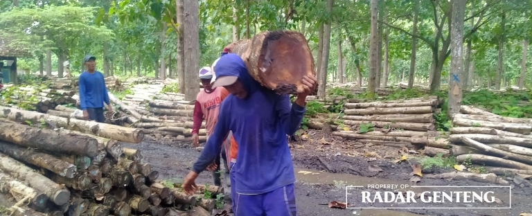 ILEGAL: Gelondongan kayu jati yang ditemukan di Dusun Jatiluhur, Desa Glagahagung, Kecamatan Purwoharjo diamankan di TPK Gaul, Desa Grajagan, Kecamatan Purwoharjo pada Selasa (31/1). (Foto: Jaenudin untuk JPRG)