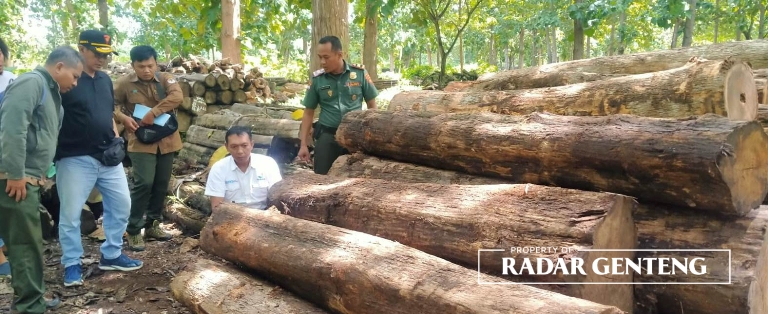 ILEGAL: Puluhan kayu jati gelondongan yang ditemukan di Dusun Jatiluhur, Desa Glagahagung, Kecamatan Purwoharjo, diamnakan di TPK Gaul, Desa Grajagan, Kecamatan Purwoharjo, Rabu (1/2). (Foto: Jaenudin Untuk JPRG)