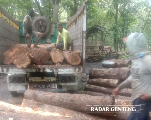 GELONDONGAN: Puluhan kayu jati illegal diamankan anggota Polhutmob di Dusun Curahjati, Desa Grajagan, Kecamatan Purwoharjo, Senin (6/2). (Foto: Roni untuk JPRG)