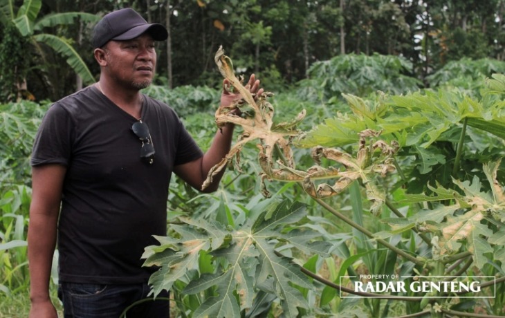 SUSAH: Ahmad Fauzi menunjukkan tanaman pepayanya yang rusak di Dusun Pandan, Desa Kembiritan, Kecamatan Genteng yang diduga disemprot obat rumput oleh orang tak dikenal, Rabu (22/2). (Foto: Salis Ali/JPRG)