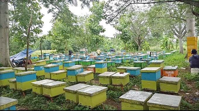 POTENSI WISATA: Sentra budi daya lebah madu di Kecamatan Wongsorejo. (Budi Untuk RadarBanyuwangi.id)