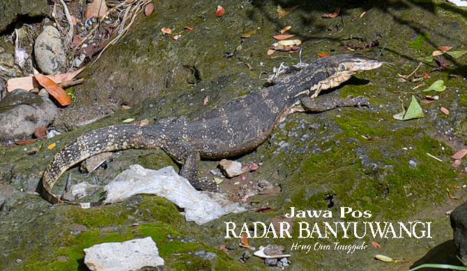 SANGAR: Biawak air di tepi Sungai Kalilo dekat pemakaman umum Bendo, Kelurahan Pengantigan, Kecamatan Banyuwangi. (Ramada Kusuma/Radar Banyuwangi)
