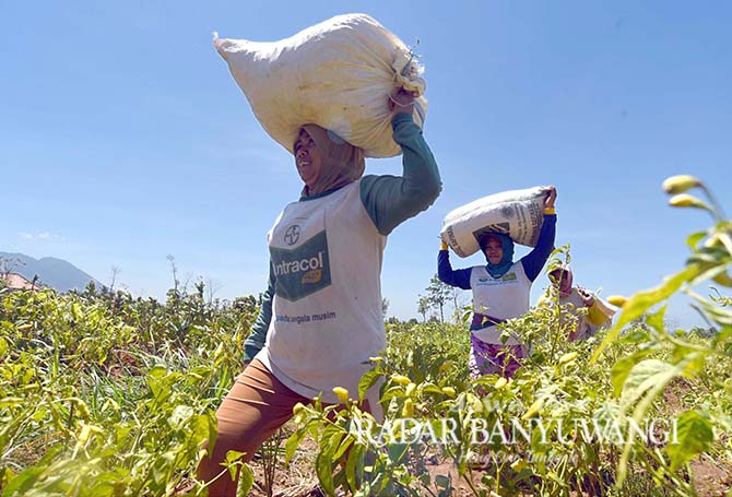FOTO ILUSTRASI: Petani sedang mengangkut hasil panen cabai di Desa Sidowangi, Kecamatan Wongsorejo, beberapa waktu lalu. (Ramada Kusuma/RaBa)