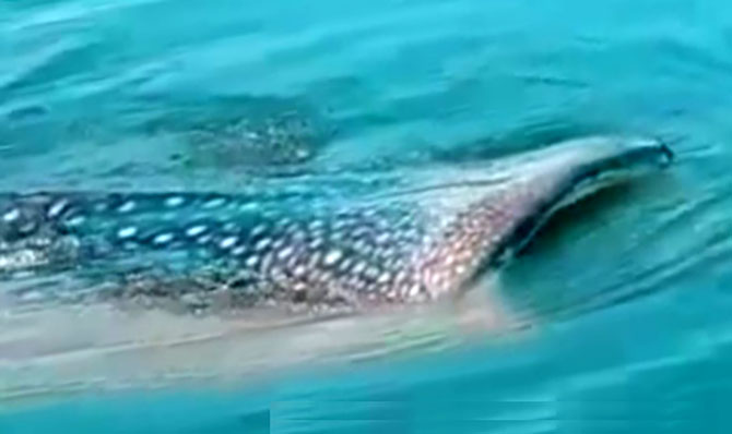 MUNCUL DI PERMUKAAN AIR: Penampakan hiu tutul berukuran besar di Pantai Kampung Kerapu, Desa Klatakan, Kecamatan Kendit, Kamis (16/3) lalu. (Foto: Tangkapan Layar Video Netizen)