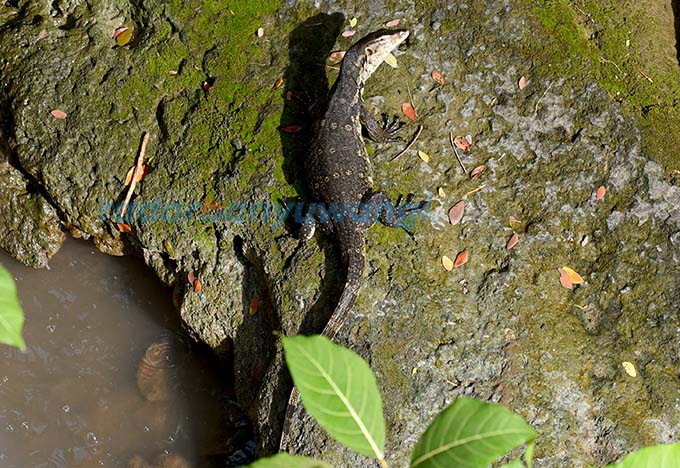 SANGAR: Biawak air di tepi Sungai Kalilo dekat pemakaman umum Bendo, Kelurahan Pengantigan, Kecamatan Banyuwangi. (Ramada Kusuma/RadarBanyuwangi.id)
