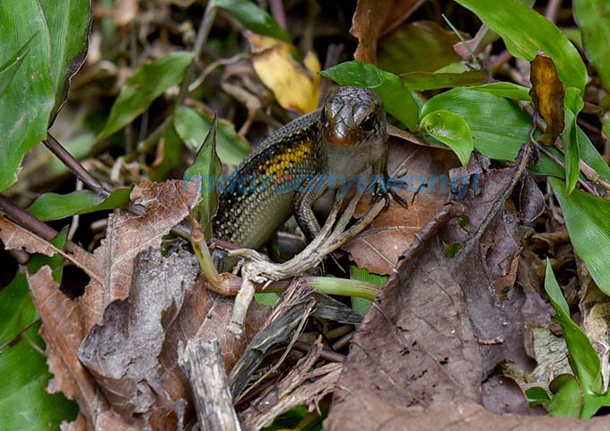 LINCAH: Kadal bersembunyi di semak tepi Sungai Kalilo, wilayah Desa Grogol, Kecamatan Giri, Banyuwangi.  (Ramada Kusuma/RadarBanyuwangi.id)