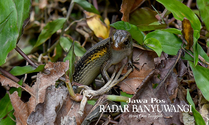LINCAH: Kadal bersembunyi di semak tepi Sungai Kalilo, wilayah Desa Grogol, Kecamatan Giri, Banyuwangi.  (Ramada Kusuma/Radar Banyuwangi)