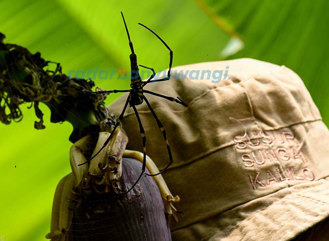 SPIDER: Penutup kepala anggota tim Susur Sungai Kalilo hampir menabrak sarang laba-laba di Desa Grogol, Kecamatan Giri, Banyuwangi. (Ramada Kusuma/RadarBanyuwangi.id)