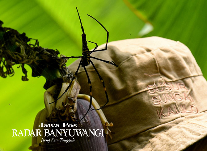 SPIDER: Penutup kepala anggota tim Susur Sungai Kalilo hampir menabrak sarang laba-laba di Desa Grogol, Kecamatan Giri, Banyuwangi. (Ramada Kusuma/Radar Banyuwangi)