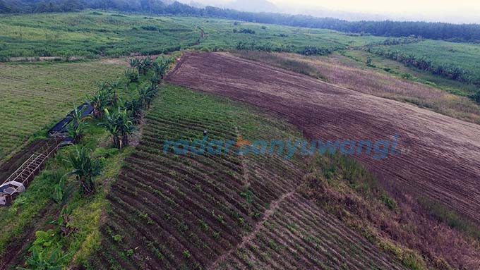 TAK ADA POHON BESAR: Lahan di puncak Gantasan terlihat gundul. Di atas lahan tersebut kini ditanami tebu, jahe, cabai, dan tanaman lainnya. (Ramada Kusuma/RadarBanyuwangi.id)