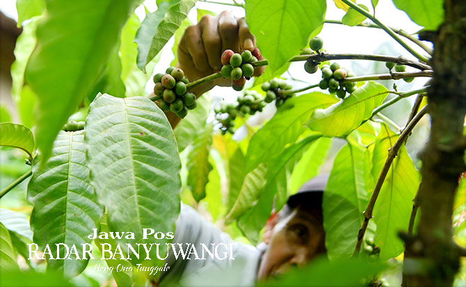 Petani memetik kopi di kebun kopi Kelurahan Gombengsari, Kalipuro, Banyuwangi, beberapa waktu lalu. Saat ini, harga bijih kopi mentah naik drastis. (Ramada Kusuma/Radar Banyuwangi)