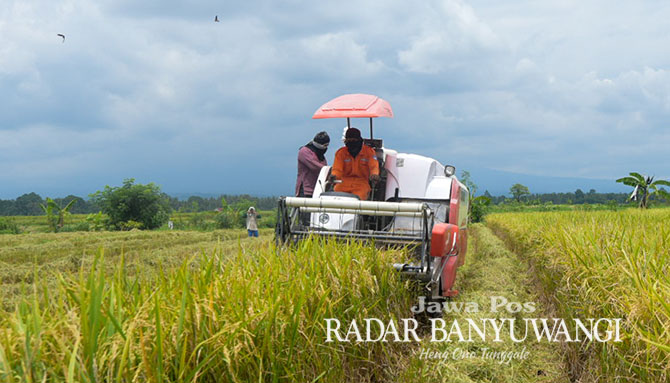 PAKAI MESIN: Petani memanen panen padi di wilayah Kecamatan Blimbingsari. (Ramada Kusuma/Radar Banyuwangi)