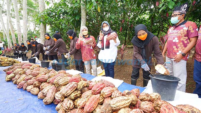 TERBAIK DI DUNIA: Bupati Ipuk Fiestiandani memanen kakao dalam rangkaian Festival Cokelat Glenmore 2022 lalu. (Dini untuk RadarBanyuwangi.id)