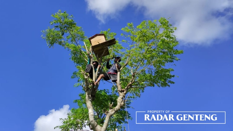 TINGGI: Salah satu petani Dusun Curahkrakal, Desa Tambakrejo, Kecamatan Muncar memasang rumah burung hantu (pagupon) di atas pohon dekat sawahnya, Minggu (19/3). (Foto: Lugas Rumpakaadi/JPRG)