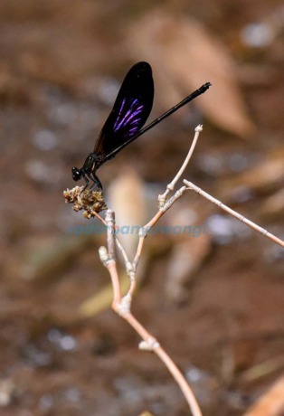 Capung Jarum (Ramada Kusuma/RadarBanyuwangi.id)