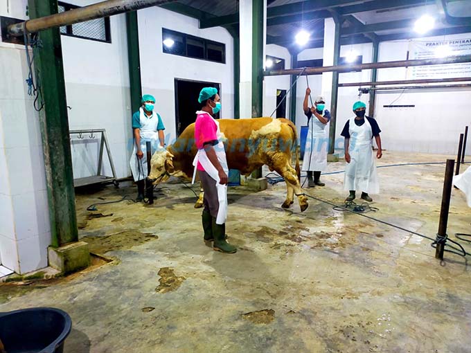 MEMENUHI STANDAR HALAL: Empat petugas bersiap menyembelih sapi di RPH Banyuwangi. (Dini Untuk RadarBanyuwangi.id)