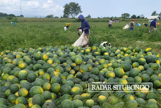 PANEN: Sejumlah pekerja sibuk menimbang buah semangka sebelum diangkut kendaraan pikap, di Desa Gelung, Kecamatan Panarukan, Minggu (14/6). (Iwan Feriyanto/Radar Situbondo)