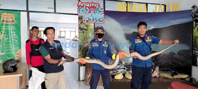 BESAR: Ular piton sepanjang tiga meter dievakuasi petugas Damkar dari Bus Akas yang rparkir di bengkel, Desa Dadapan, Kecamatan Kabat (26/4). (Salam untuk RadarBanyuwangi.id)