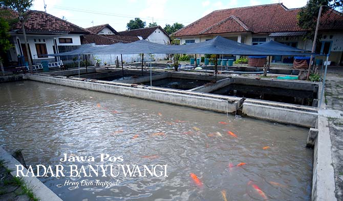 PENGHASIL CUAN: Kolam yang dipenuhi ikan konsumsi di wilayah Kecamatan Kabat, Banyuwangi. (Ramada Kusuma/Radar Banyuwangi)