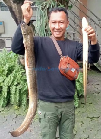 MAHAL: Toni memamerkan ikan sidat hasil memancing di Desa Alasmalang, Kecamatan Singojuruh, Banyuwangi. (Dok Toni untuk RadarBanyuwangi.id)