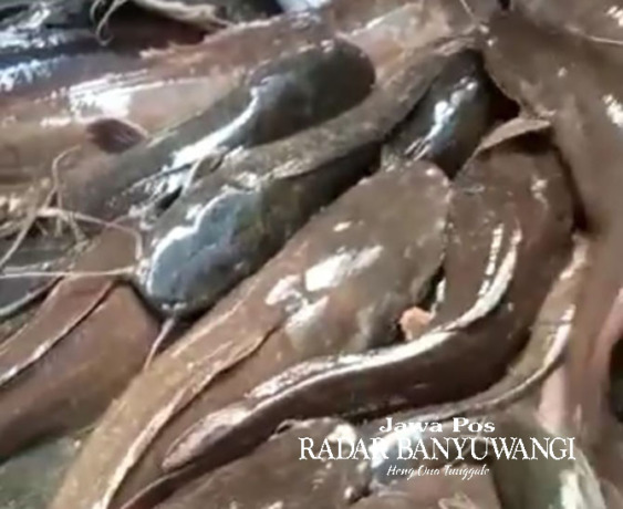 TAHAN HIDUP: Tumpukan ikan lele dijual di Pasar Banyuwangi. (Ramada Kusuma/Radar Banyuwangi)