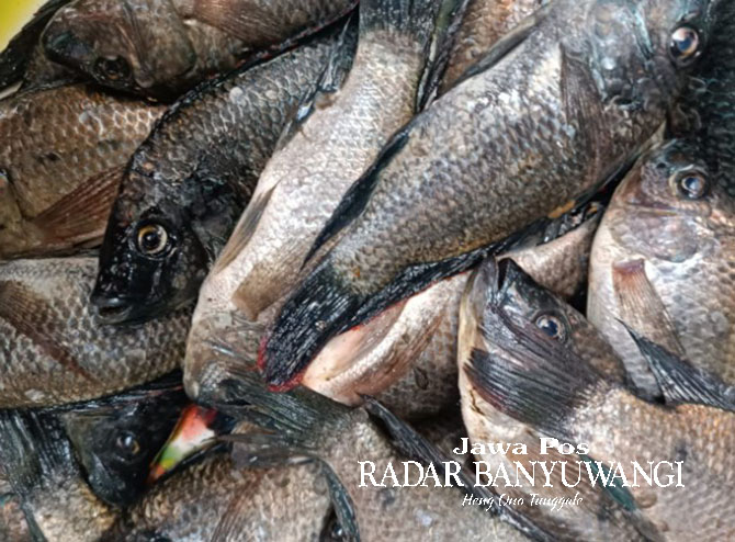MURAH: Ikan mujair atau mujaher dijual di Pasar Banyuwangi. (Ramada Kusuma/Radar Banyuwangi)