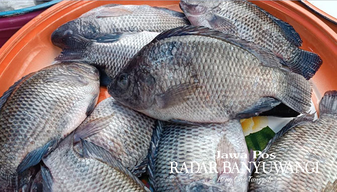 SUMBER PROTEIN: Ikan nila dijual di lapak pedagang Pasar Blambangan, Banyuwangi. (Ramada Kusuma/Radar Banyuwangi)