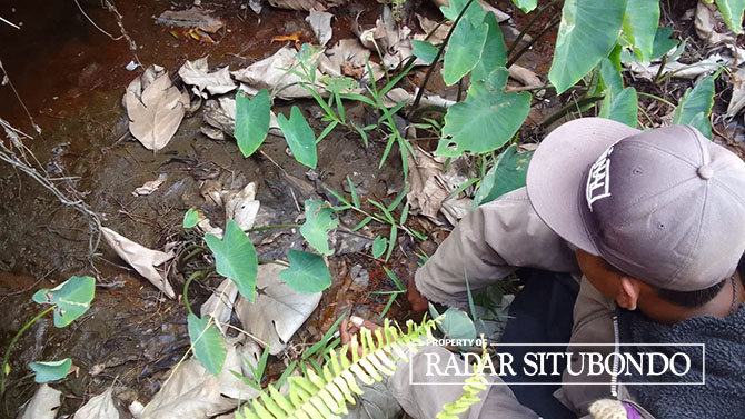 DIKELUHKAN: Salah satu warga Desa Awar-Awar, Kecamatan Asembagus, menunjukkan salah satu ladang tebu yang terdampak aliran belerang, Rabu (17/5). (Humaidi/Radar Situbondo)