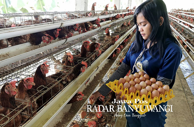 NAIK DRASTIS: Seorang pemilik peternakan ayam petelur  mengambil telur dari kandang di Desa Gintangan, Kecamatan Blimbingsari. Harga sekilo telur di sejumlah pasar maupun kios kini mencapai Rp 32 ribu. (Ramada Kusuma/Radar Banyuwangi)