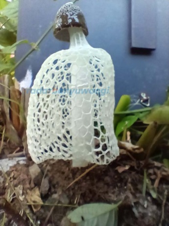 JAMUR LANGKA : Suriyanto, warga Desa Kemiren menemukan Jamur tudung pengantin (Phallus Indusiatus ) di halaman rumahnya sabtu (20/5) kemarin. (Surya untuk RadarBanyuwangi.id)