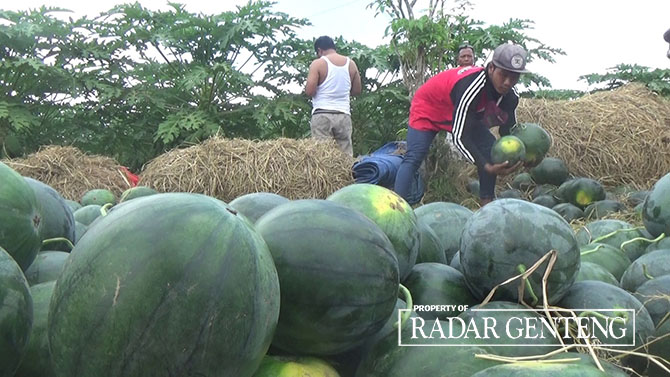 MAHAL: Petani di Dusun Krajan, Desa Sumbersewu, Kecamatan Muncar memanen semangka yang harga jualnya tinggi, Jumat (5/5). (Lugas Rumpakaadi/Radar Genteng)