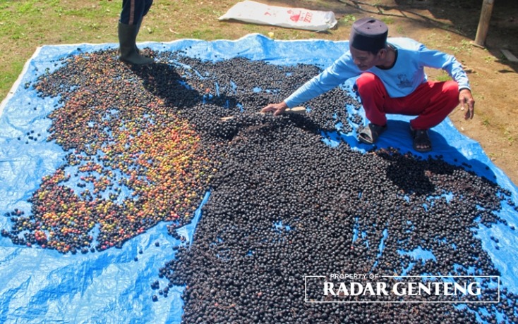 MENGHITAM: Abdus Salam menjemur kopi gelondong miliknya yang mulai menghitam dan menjamur karena cuaca yang sering mendung Selasa (23/5). (Foto: Salis Ali/JPRG)