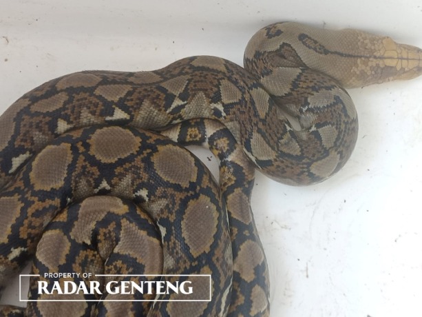 AGRESIF: Ular Sanca sepanjang dua meter yang diamankan di Pos Damkar Srono, Selasa (16/5). (Foto: Herry untuk JPRG)