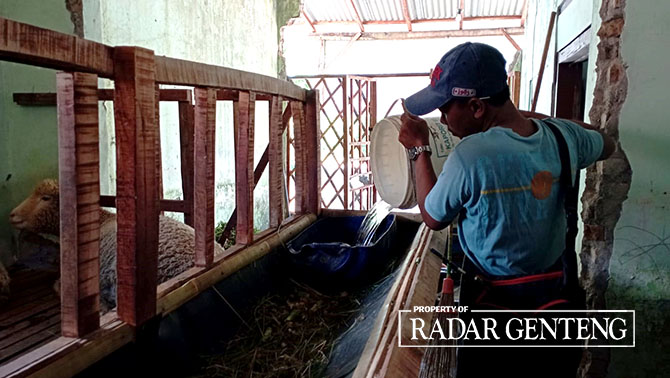MENGISI AIR: Hariyanto menambah air untuk minum kambingnya di Dusun Sukosari, Desa Blambangan, Kecamatan Muncar, Rabu (31/5). (Lugas Rumpakaadi/Radar Genteng)