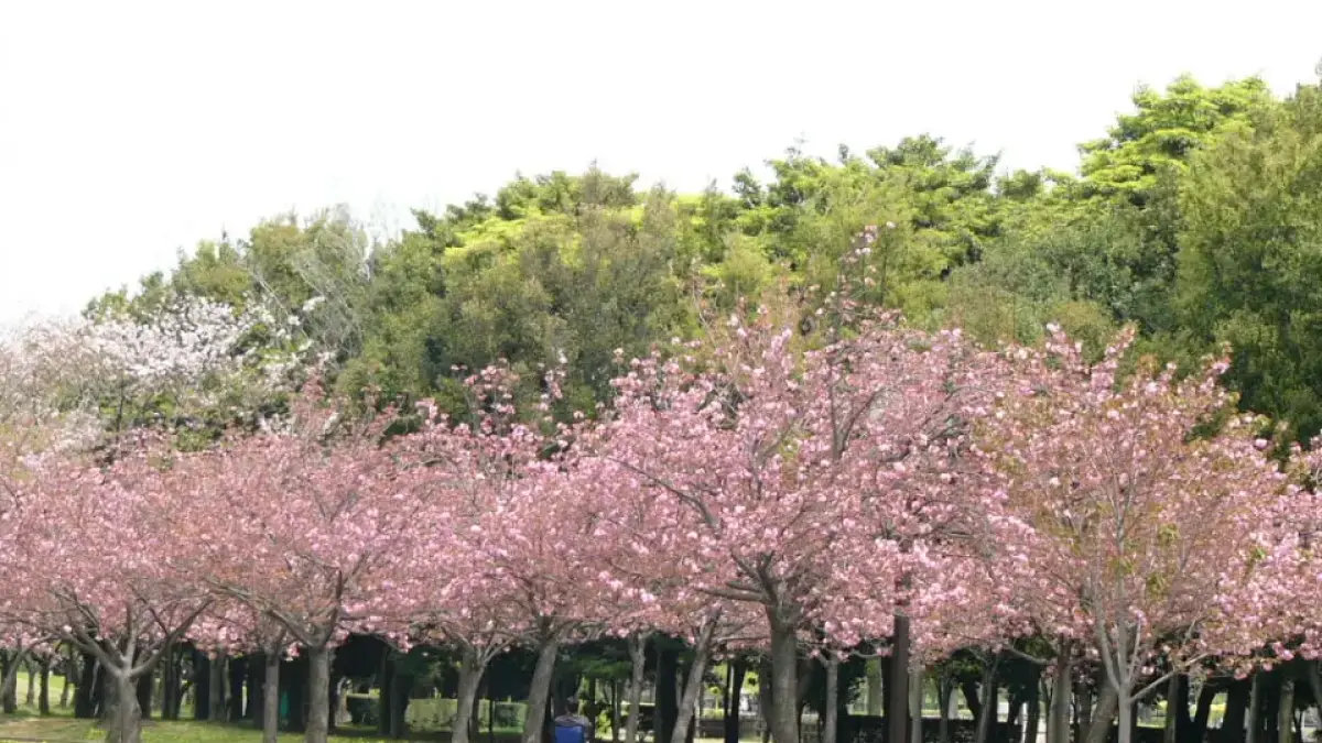 Suasana Taman Sakura di Kebun Raya Cibodas, Cianjur, Jawa Barat, menjadi salah satu spot favorit wisatawan untuk merasakan hanami ala Jepang tanpa perlu ke luar negeri. (tempat wisata)