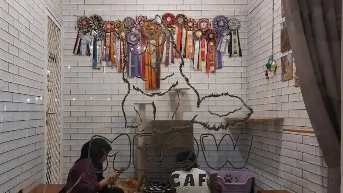 Nongkrong bareng kucing-kucing gemas. (Cayie Sarie / Google Maps)