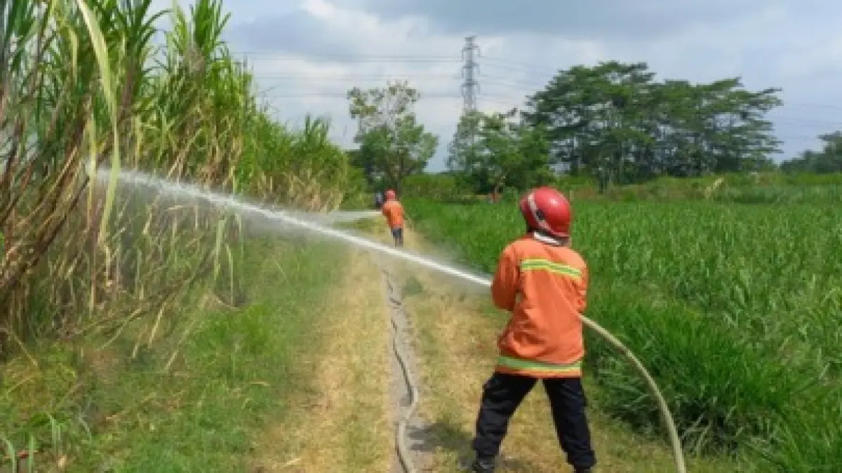 PADAMKAN API: Personel UPT Damkar Kota Kediri berusaha memadamkan kebakaran lahan tebu di Kelurahan Tosaren, Kecamatan Pesantren kemarin. (Foto: UPT DAMKAR KOTA KEDIRI FOR JPRK)