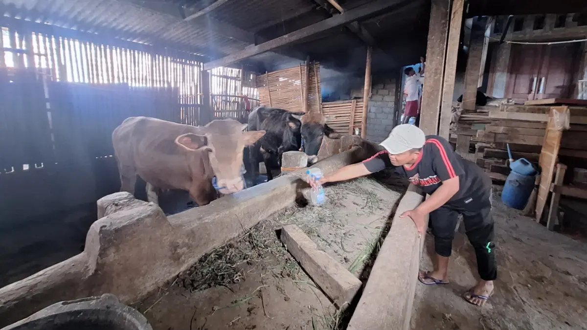 Peternak sapi melakukan perawatan dan pengobatan secara tradisional kepada ternak mereka untuk mencegah terinfeksi penyakit, salah satunya PMK. (AJI PUTRA/RADAR MADIUN)