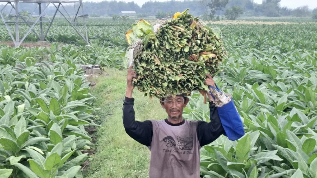 Petani tembakau di Kecamatan Kabuh, Jombang memanen tembakau. (Achmad RW/Radar Jombang)