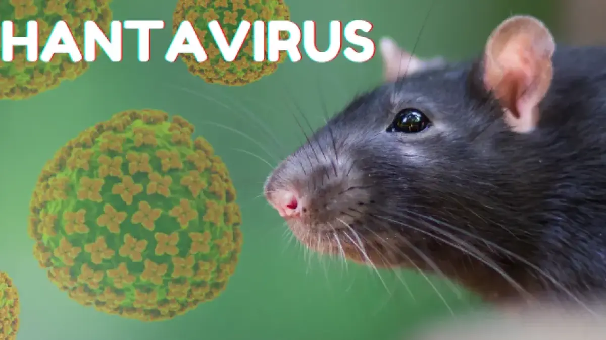 Bahaya Wabah Hantavirus yang Disebabkan oleh Tikus (kemenkes)