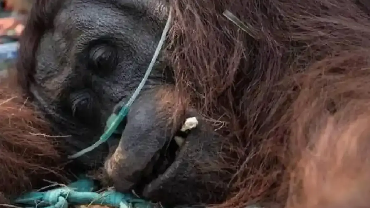 Sempurna, orang utan jantan yang pingsan akibat asap karhutla di Kalbar mati. (Tangkapan layar media sosial)