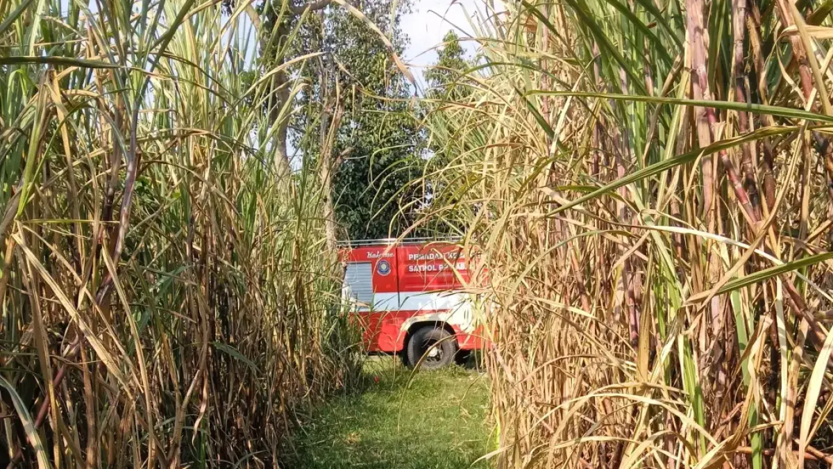 Petugas damkar lakukan penanganan kebakaran lahan tebu. 